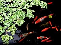 Vista 5 de Danner Manufacturing, Inc., Pondmaster 1000 Garden Pond Filter, 02211