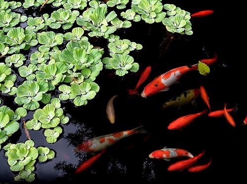 Miniatura 5 de Danner Manufacturing, Inc., Pondmaster 1000 Filtro de estanque de jardín, 02211