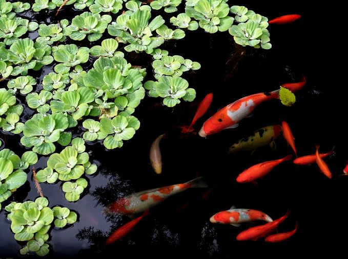 Filtro Pondmaster 1000 para jardín Danner miniatura 2