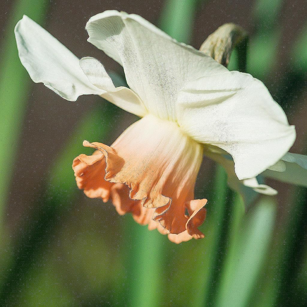 10 Salome Narcissus Bulbs - Top Size Daffodil Bulbs