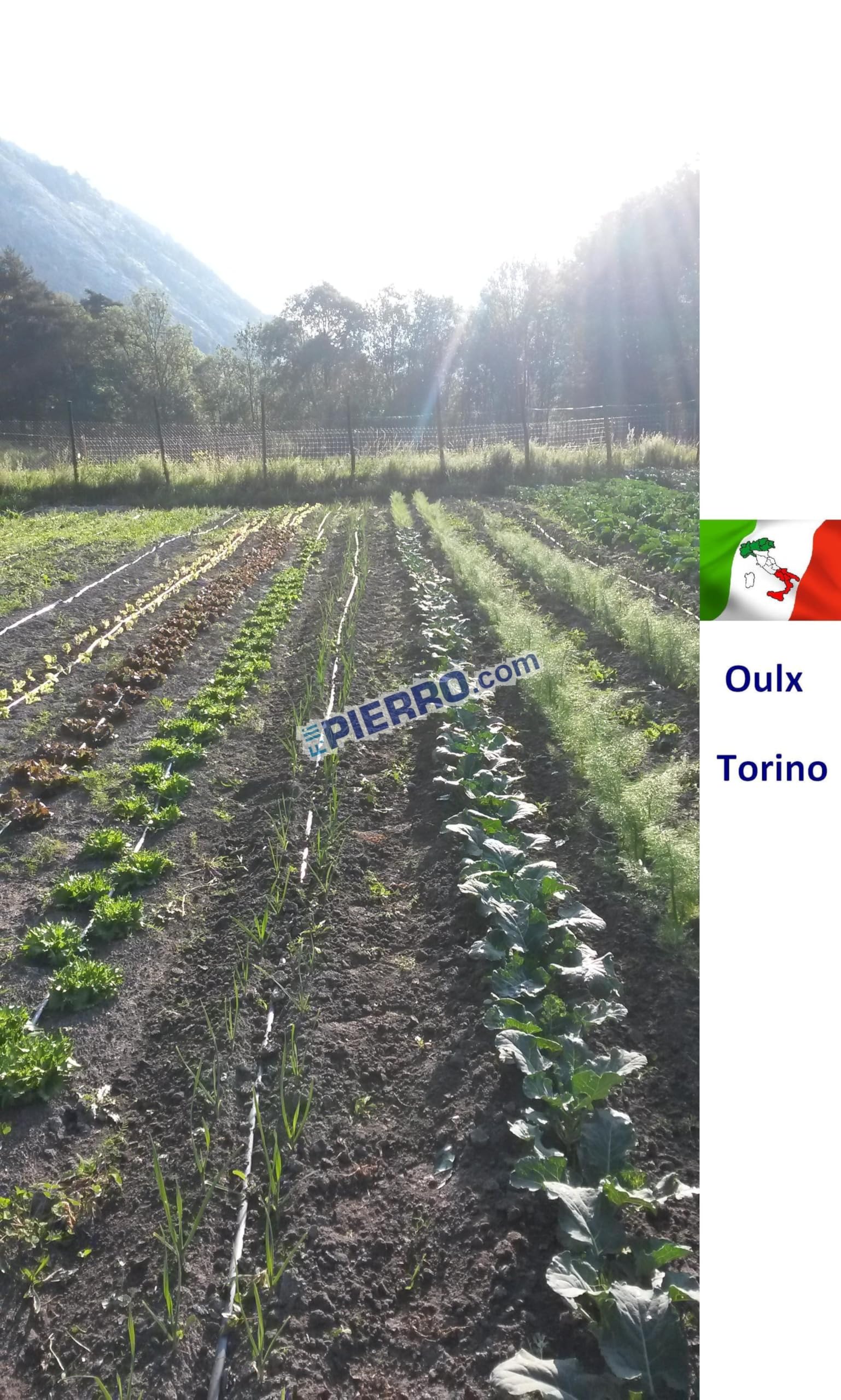 Tubo Manichetta gocciolante passo 20 - Bobina 2000 mt - 8 mls pluvio piattina