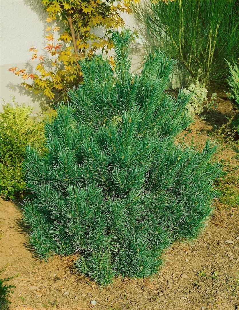 Zwerg-Zirbelkiefer Pinus cembra Nana 50-60 cm Kübel winterhart