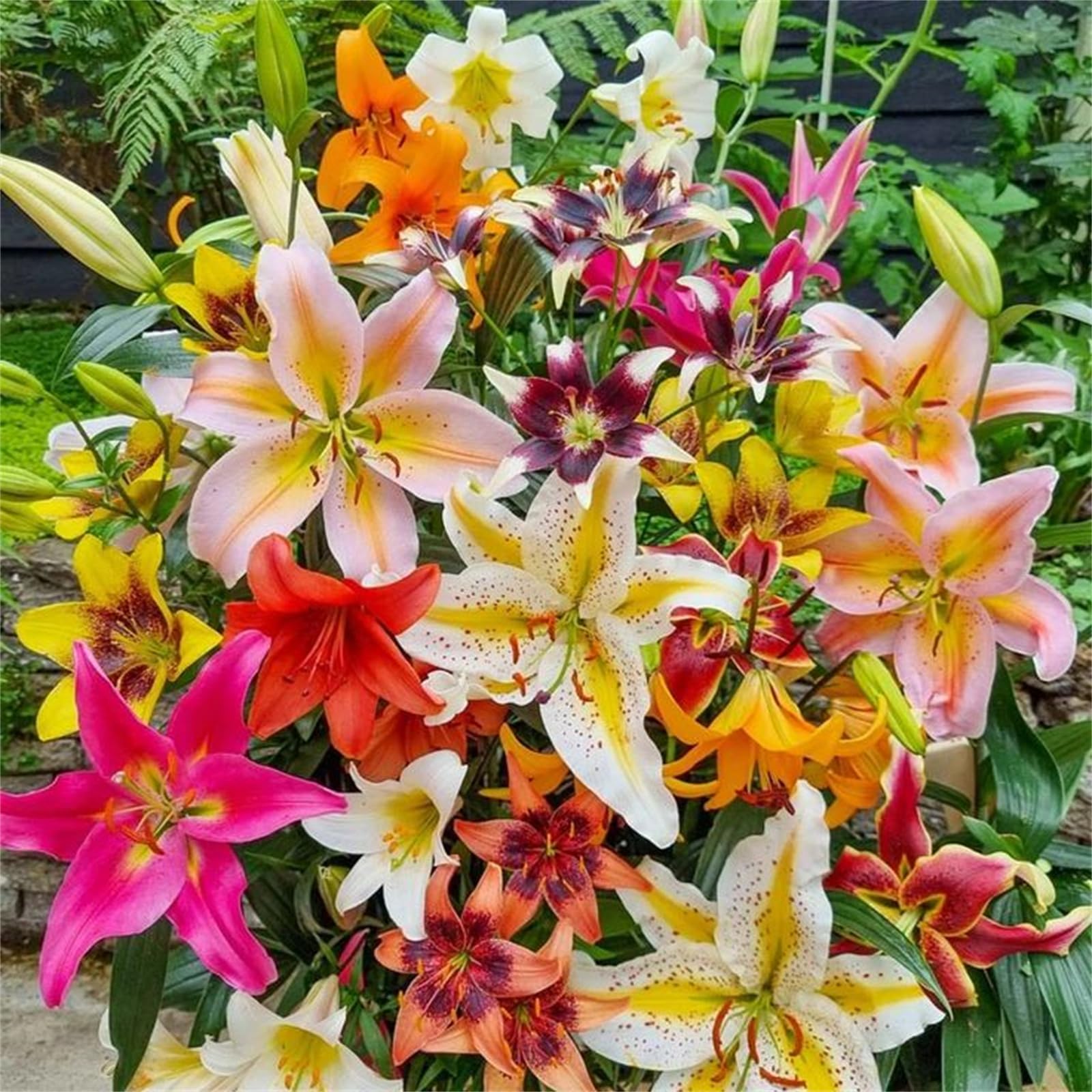 Quality Perennial Lily Bulbs in Multiple Colours, Ready to Plant for Instant Garden Display-8bulbs-C