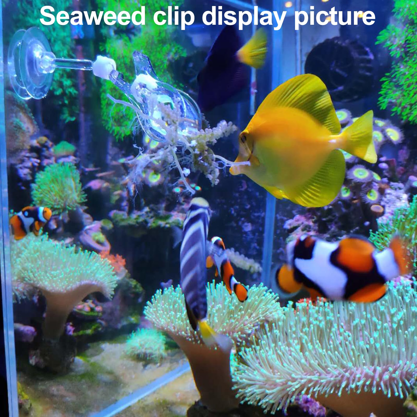 Aquarium Choice Grabador de Arrecife de Coral de 31.5 Pulgadas de Largo, comedero de Coral, comedero de Verduras de Acuario, alimentación con Clip de Alimentos para Acuario (agarrador de Arrecife
