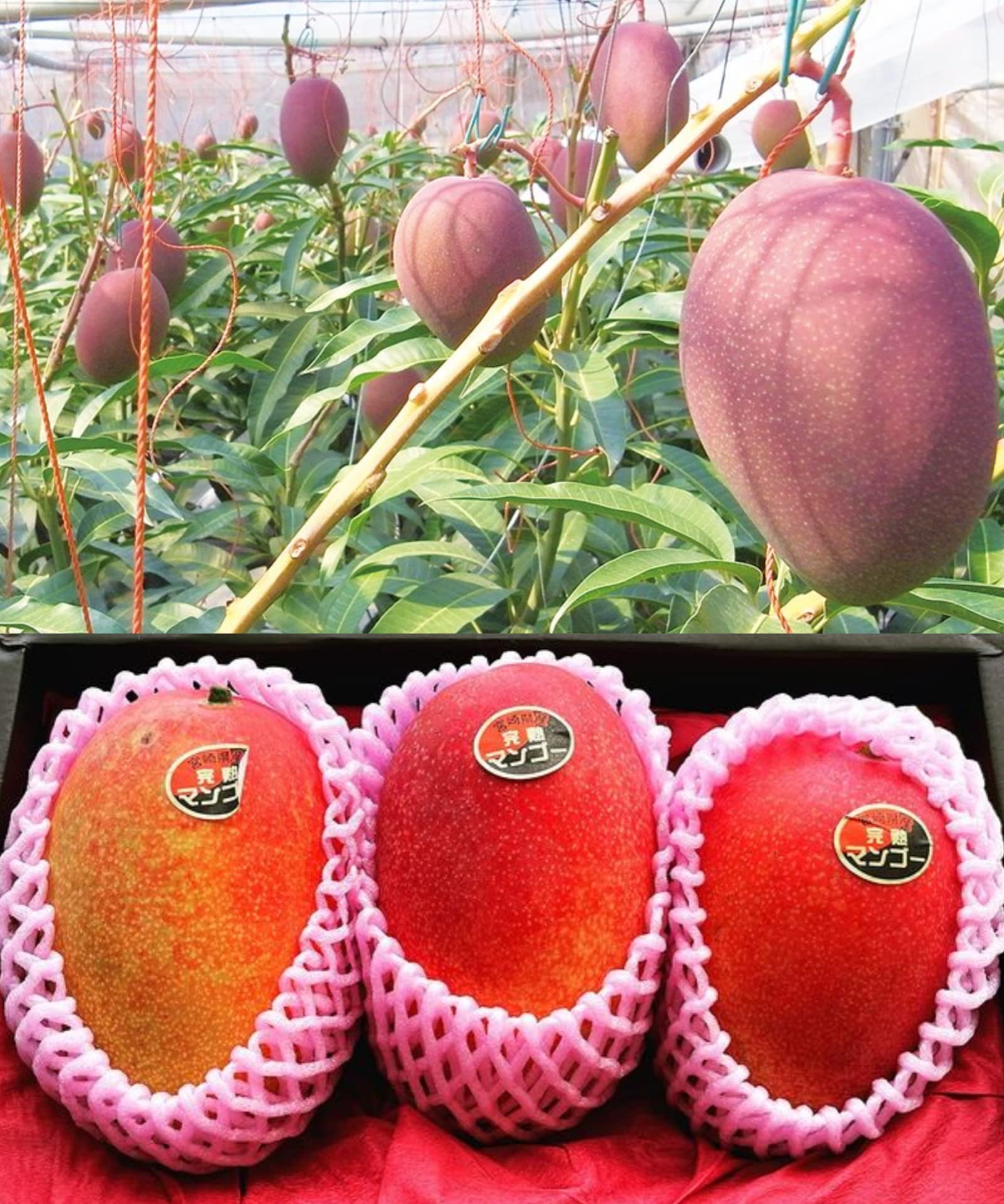 Native Earth Nursery Rare Miyazaki Mango Eggs of Sun Healthy 1.5-2 feet Grafted Live Plant (Pack of 3 Plants) (B09YPZD4SQ) Amazon Price History, Amazon Price Tracker