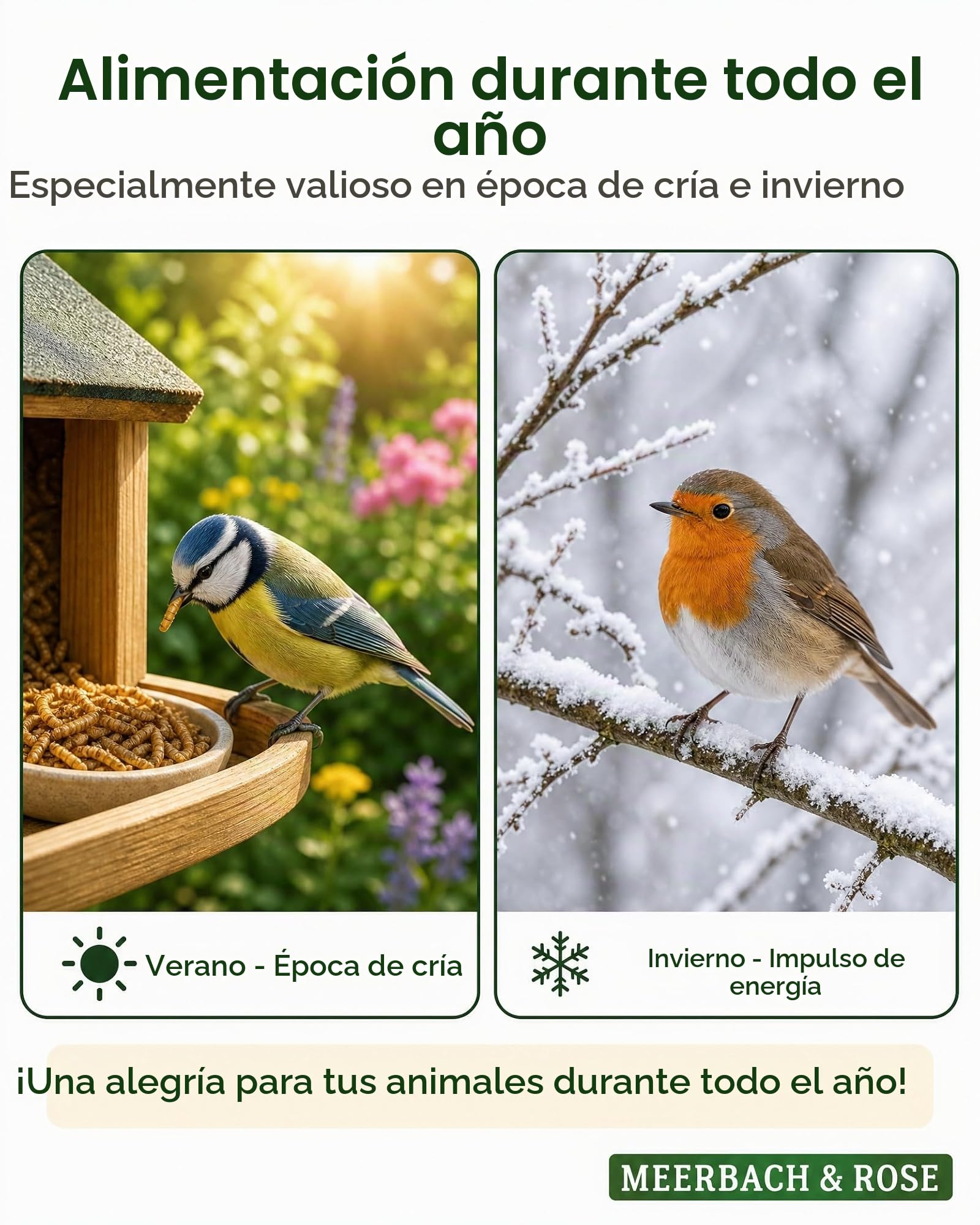 Harina seca 2 kg de capacidad (equivalente a 13 litros) | Snack rico en proteínas para pájaros, aves silvestres, peces, reptiles y roedores. MEERBACH & ROSE - Calidad de Alemania