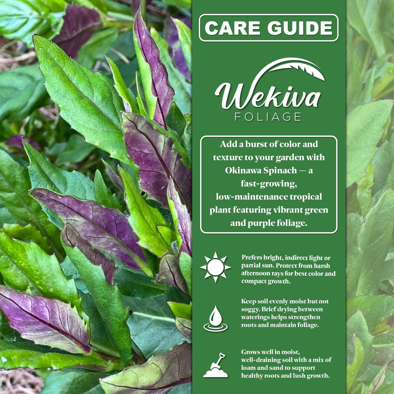 Okinawa Spinach - 10 Live Starter Plants - Gynura Crepioides - Grow Your Own Vegetables and Fruit in The Garden or Patio