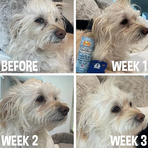 Miniatura 4 de Bodhi Dog Removedor de manchas de lágrimas, elimina las manchas de lágrimas, saliva y moco de perros y gatos, solución suave y natural para pieles y