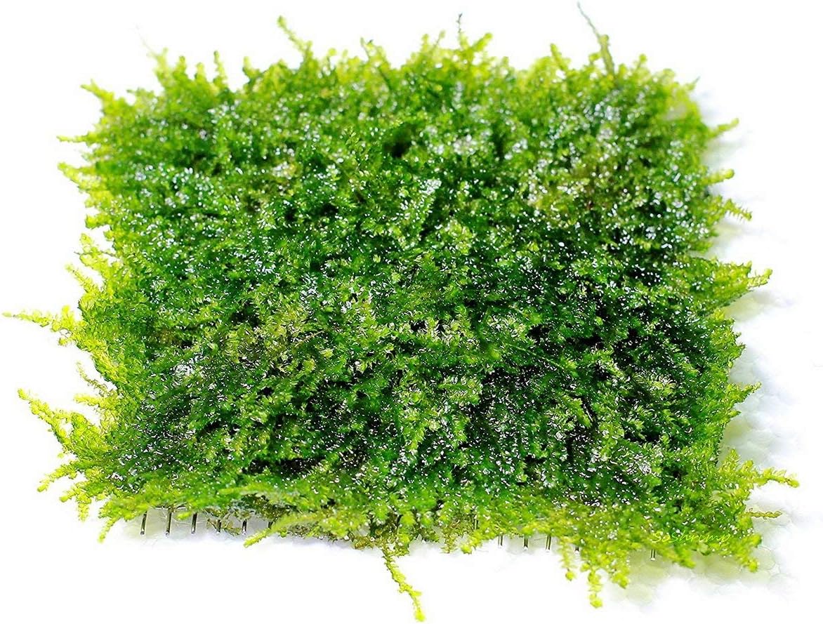 Mini Christmas Moss Mesh Pad - Vesicularia sp. Live Aquarium Plant by SoShrimp