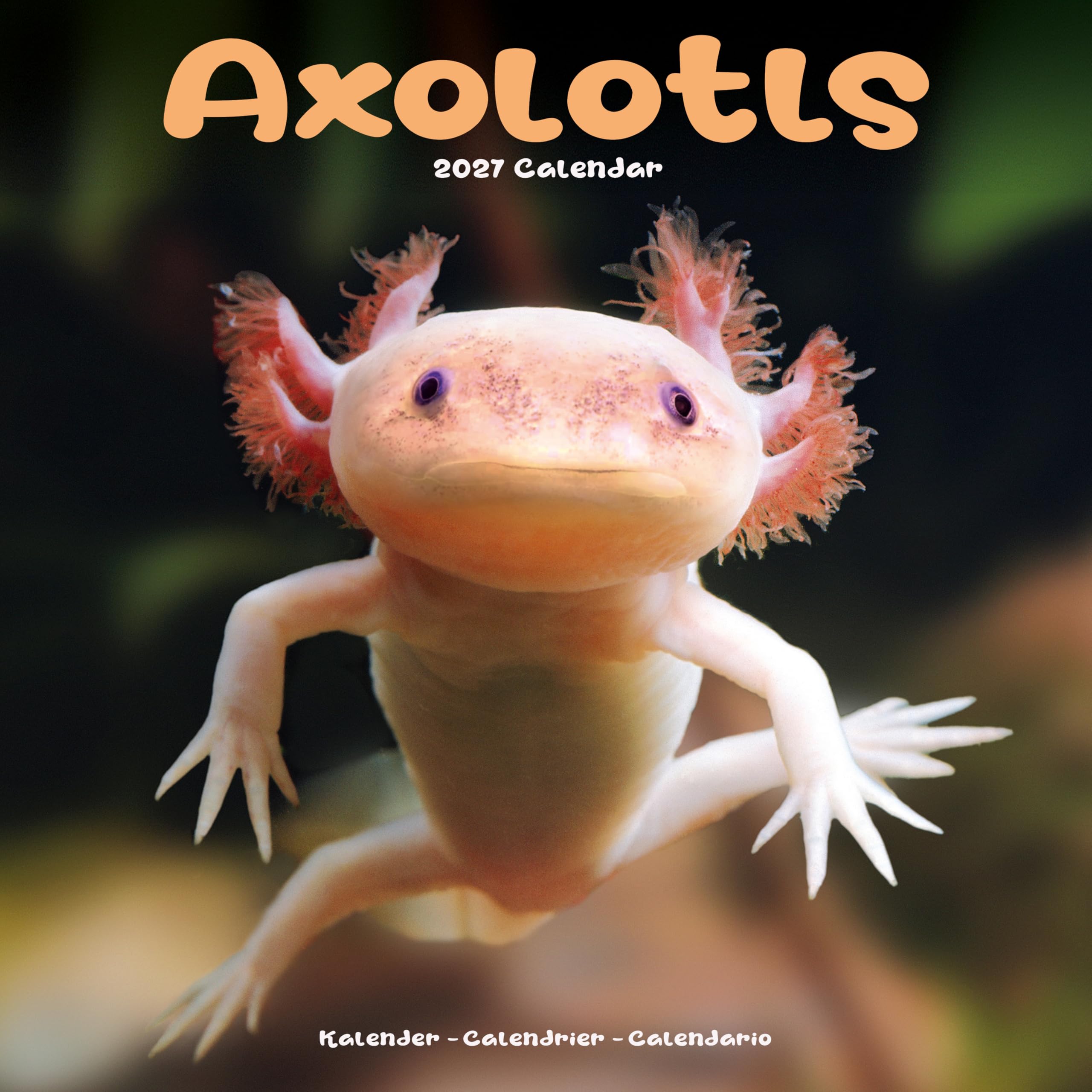 Axolotls 2027 Calendar | Square Wall Calendar | Animal Gift | Plastic Free Packaging | by Avonside Publishing