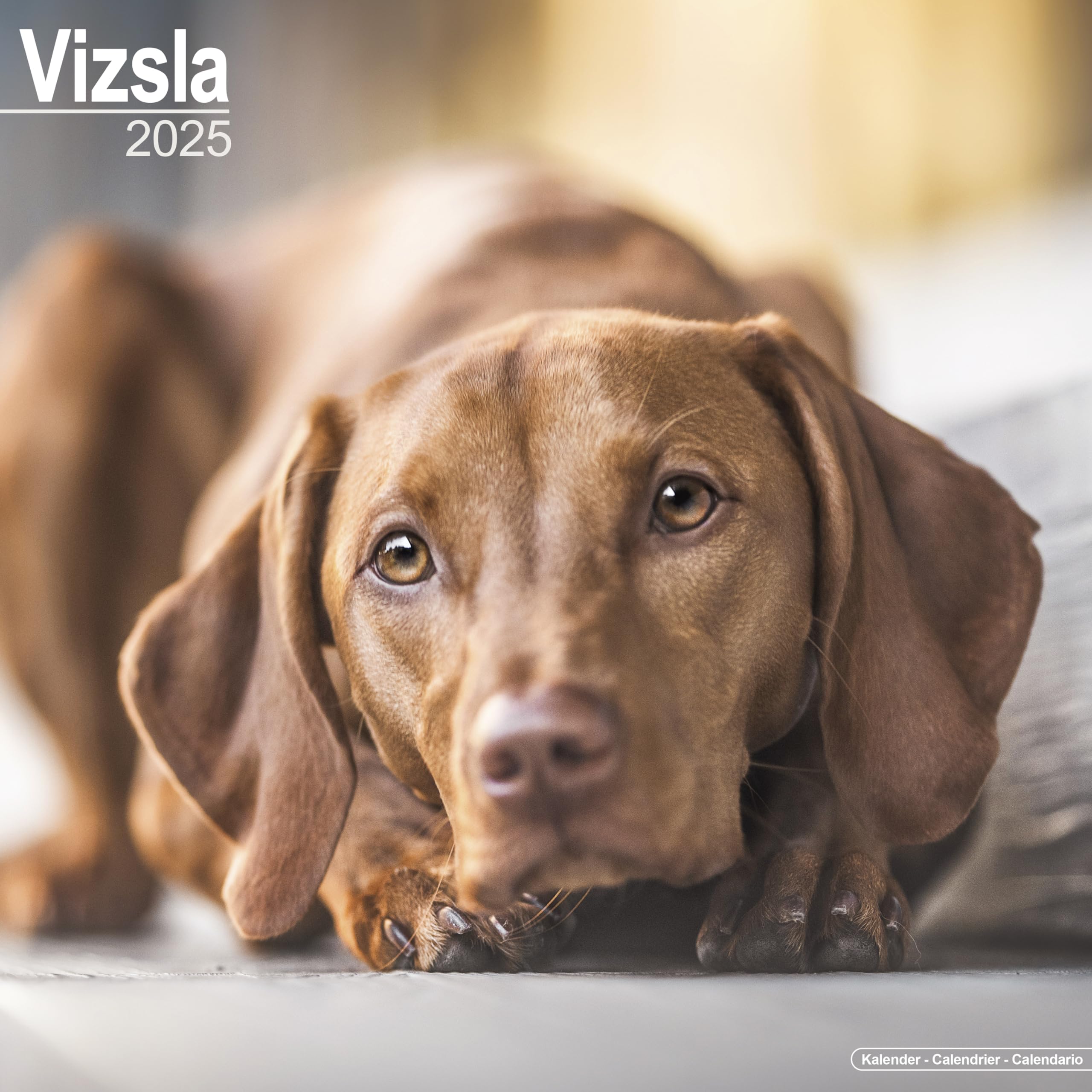 Vizsla 2025 Square Wall Calendar | Dog Breed Calendar