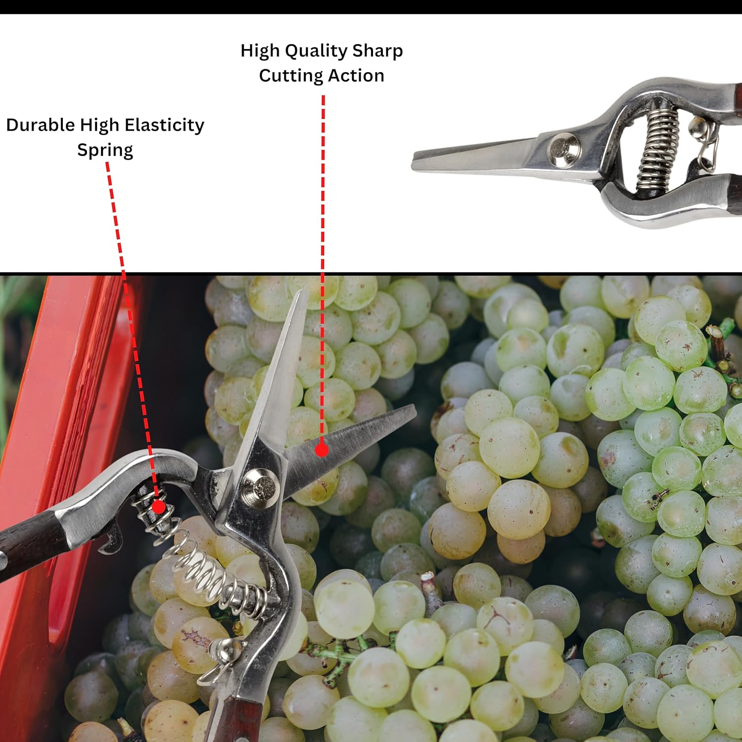 ATE Pro. Tools USA - Garden Hand Pruning Scissor Set - 8" Bypass Pruning Shears, 8" Grape Pruning Shears, Wooden Handle, Stainless Steel, Heavy Duty Garden Scissors, Fruit & Rose Trimmers - 2 Pack