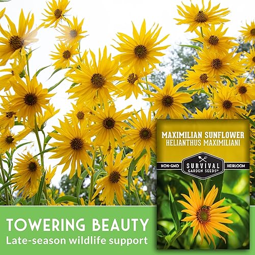 Miniatura 3 de Survival Garden Seeds - Maximilian Sunflower (Helianthus maximiliani)  Gigante de pradera de 10 pies  Imán polinizador floreciente de otoño  Semilla