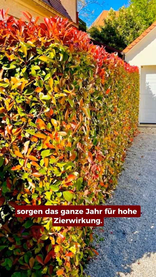 kaffeepflanze hydrokultur Hydro Kaffeepflanze main image 1