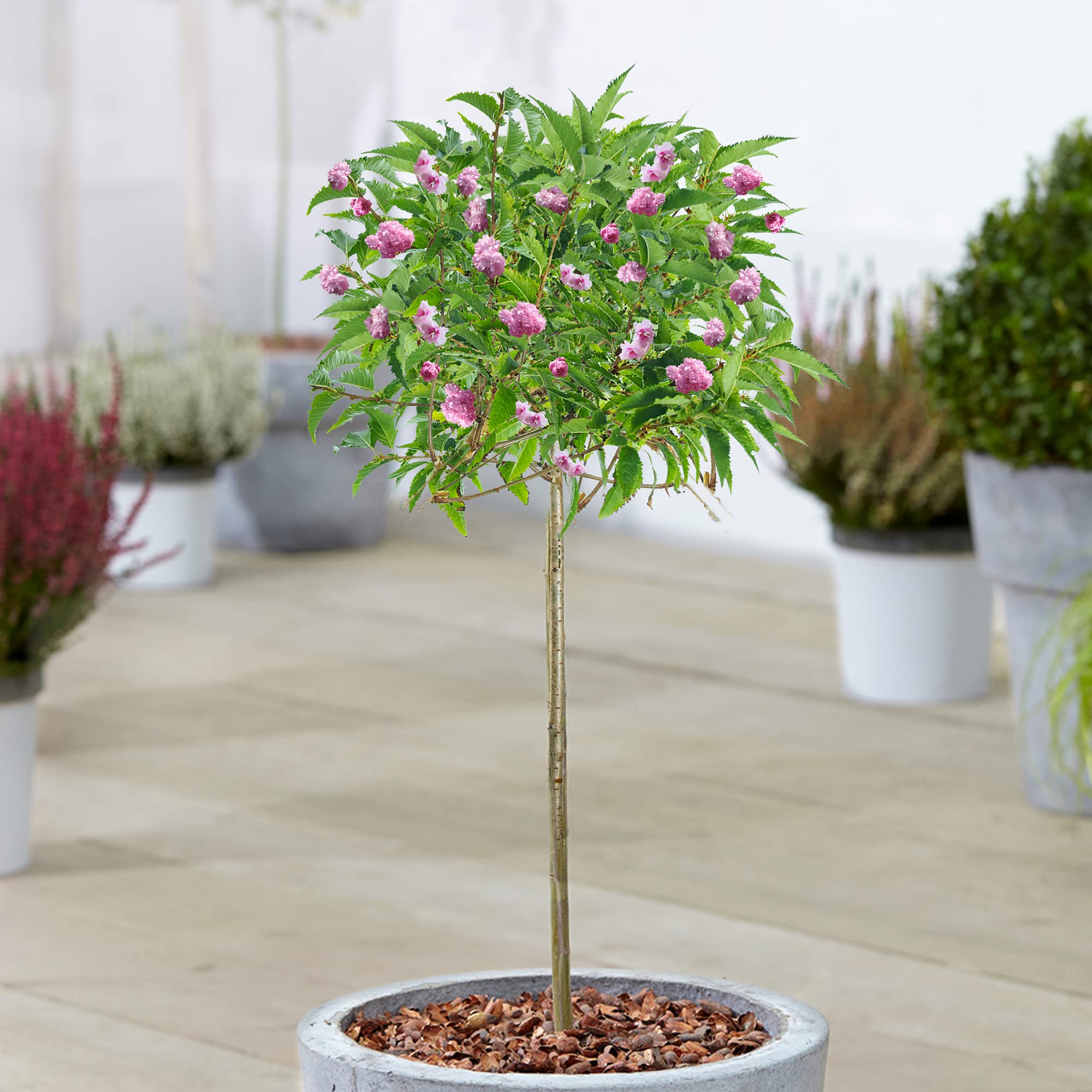 Buy Prunus Kikushidarezakura Weeping Cherry Potted Patio Trees for
