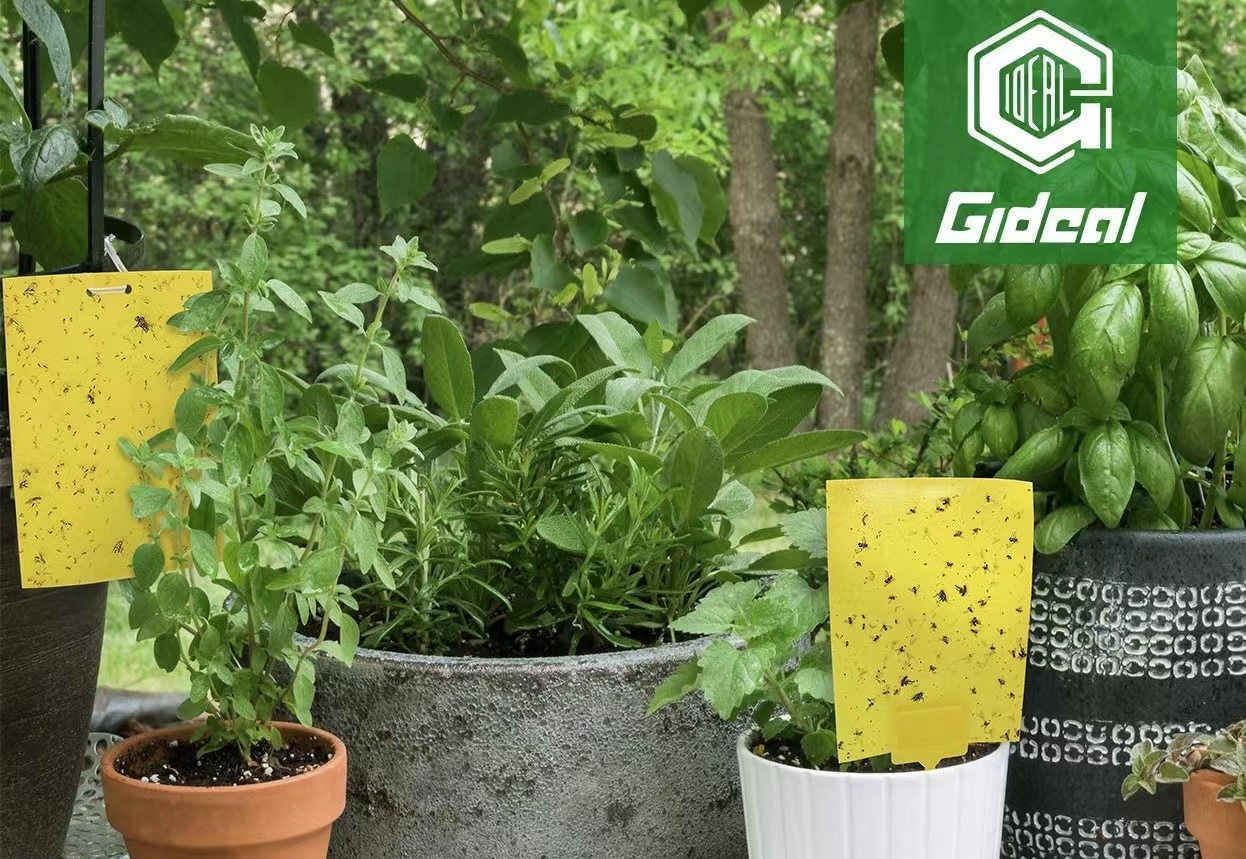 Amazon.com : Gideal 20-Pack Dual-Sided Yellow Sticky Traps for