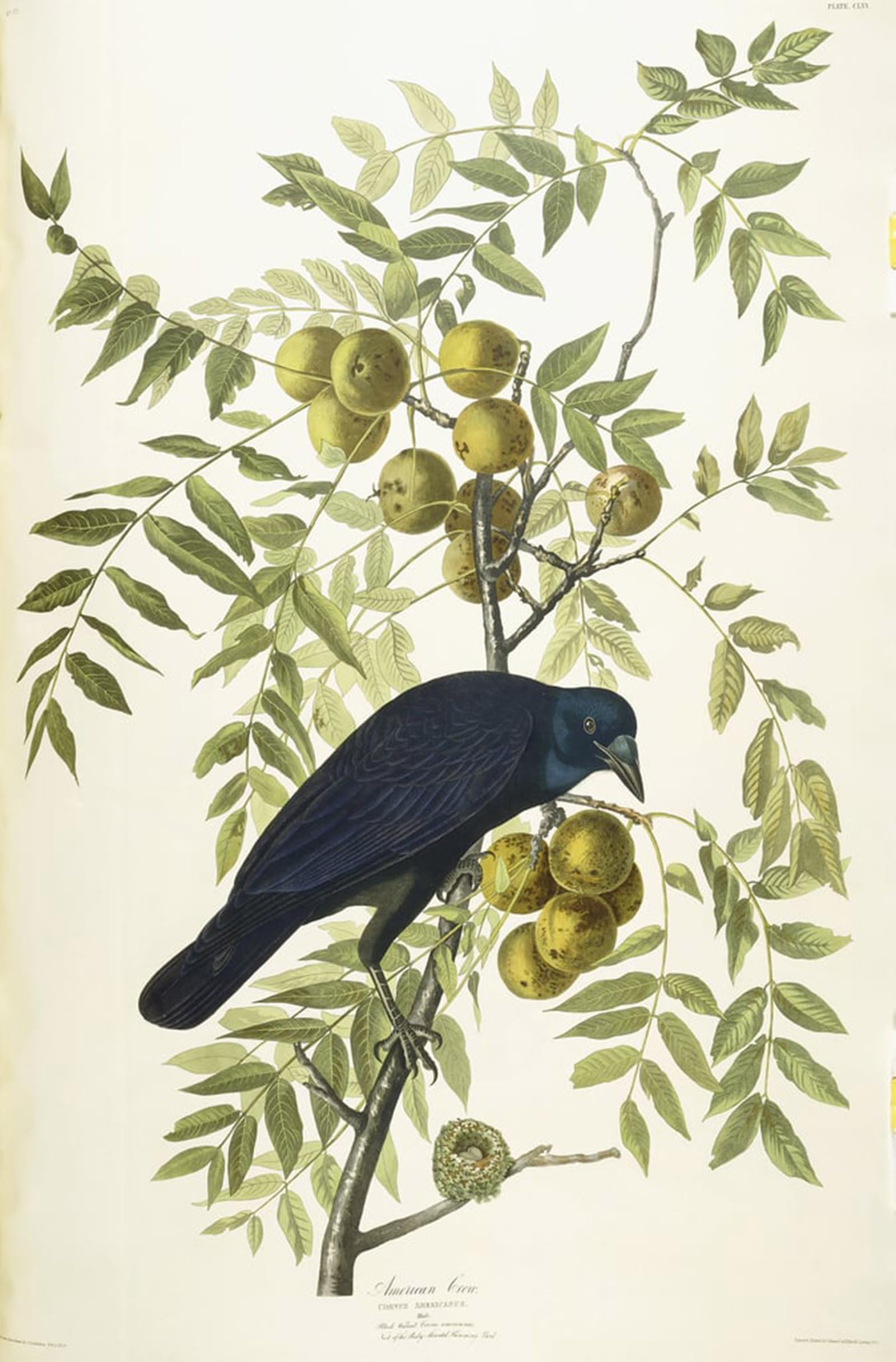 ARTXLXXBN Famous Print Painting Colorful Art Print American Crow by John Jamess Audubon Canvas Art Decorations for Home Decor 60x90cm