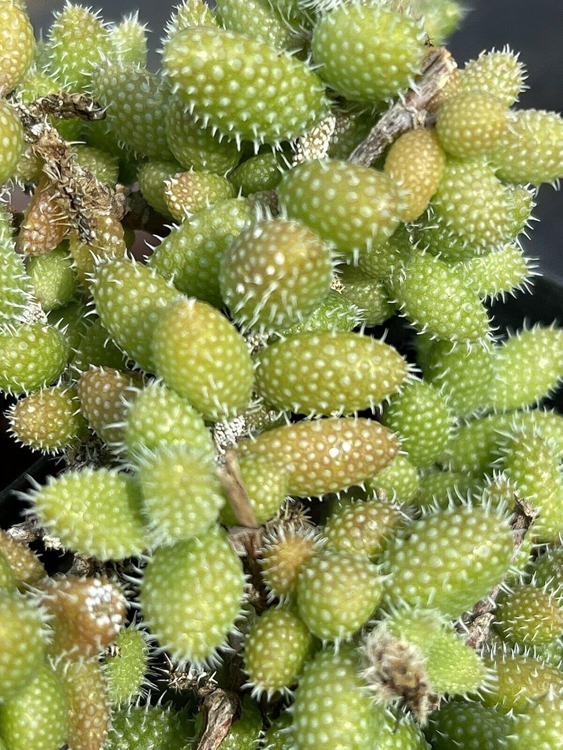 5 Cuttings Delosperma echinatum ‘Pickle Seedling