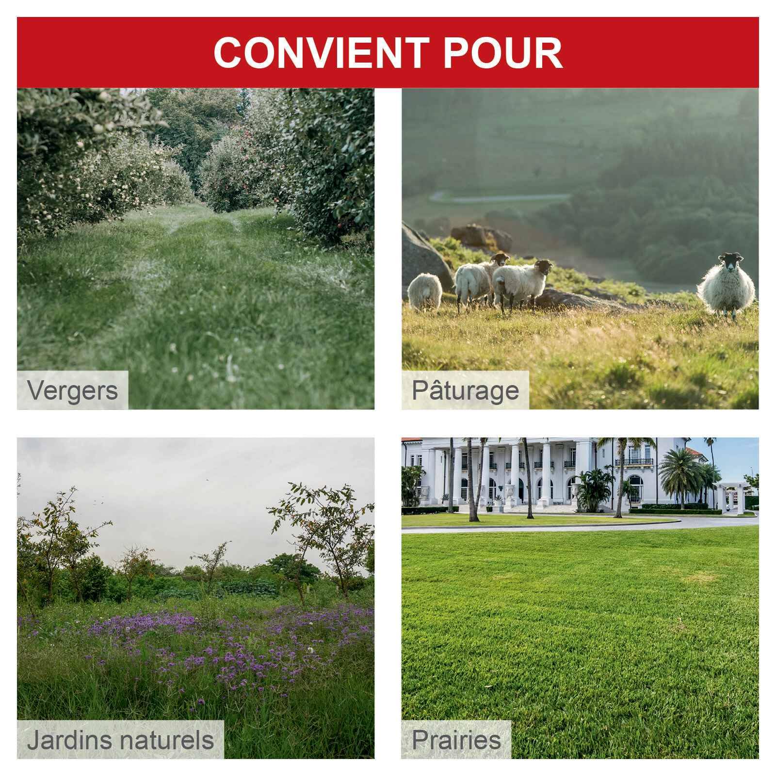 Scheppach Tondeuse débroussailleuse à Gazon à Essence WMP161-56 | 800 m²/h | Largeur de Coupe 56 cm | 4,1 CV / 3 KW | Hauteur réglable 40-95 mm - avec 10 Fils de Rechange