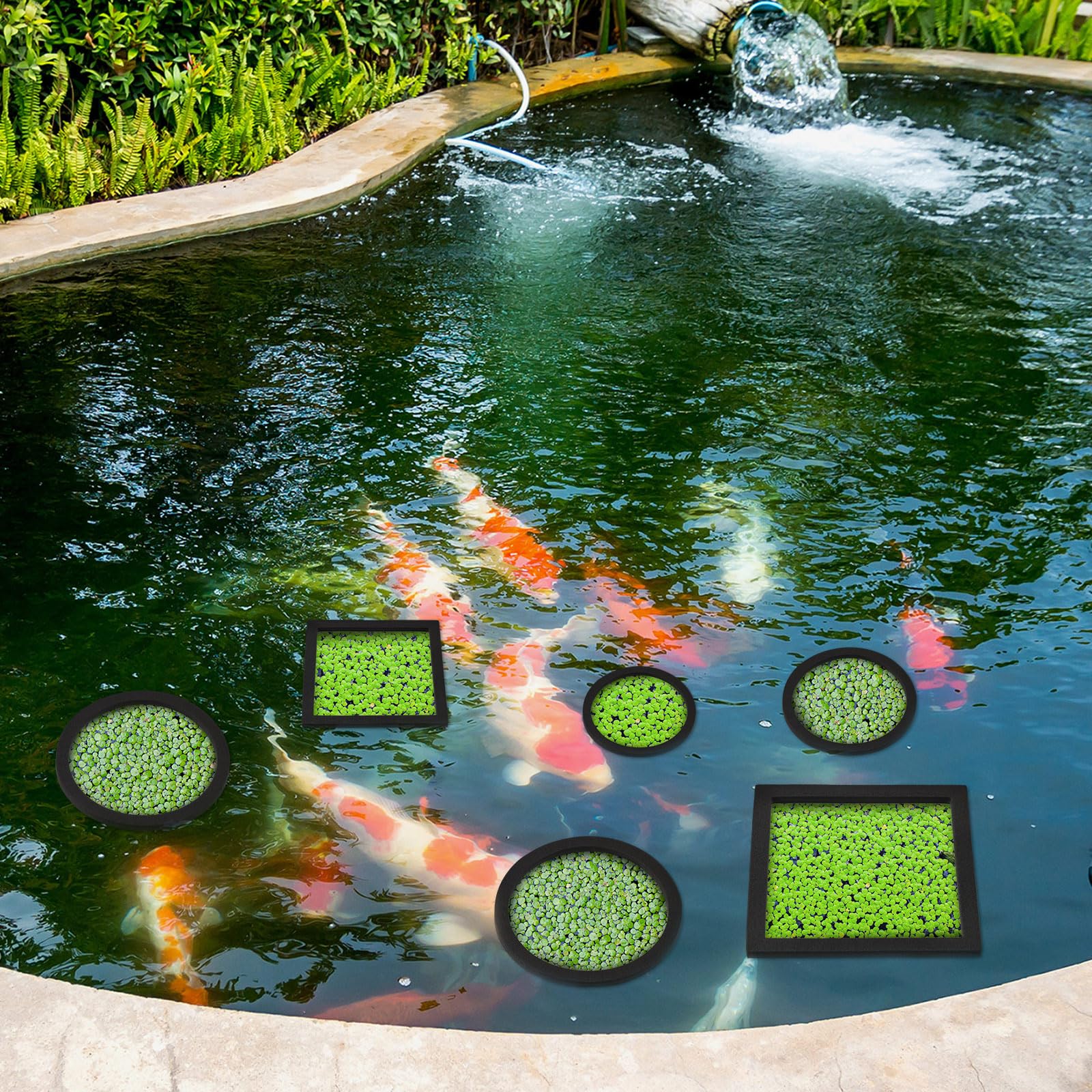 Floating Ring 10PCS Aquarium Feeding Rings - 5 Sizes Green EVA Floating ...