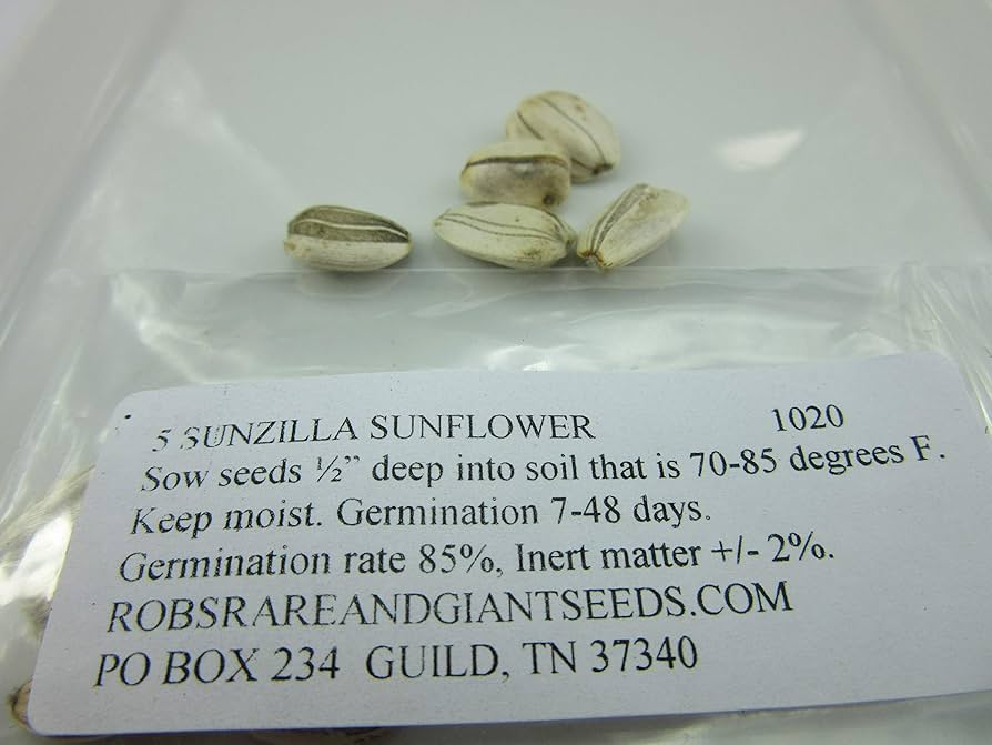 Amazon.com : 1020-Sunflowers Giant Sunzilla (Helianthus
