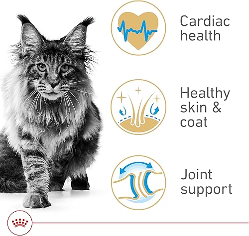 Miniatura 4 de Royal Canin Maine Coon Breed Alimento seco para gatos adultos, bolsa de 14 libras