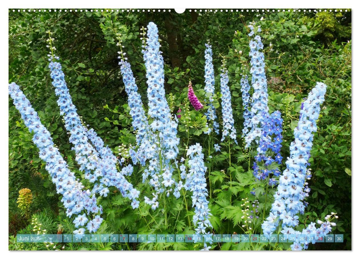 Beschwingte Blumenwelt (Wandkalender 2026 DIN A2 quer), CALVENDO Monatskalender: Ein Blütentanz quer durch den Sommer (CALVENDO Natur)