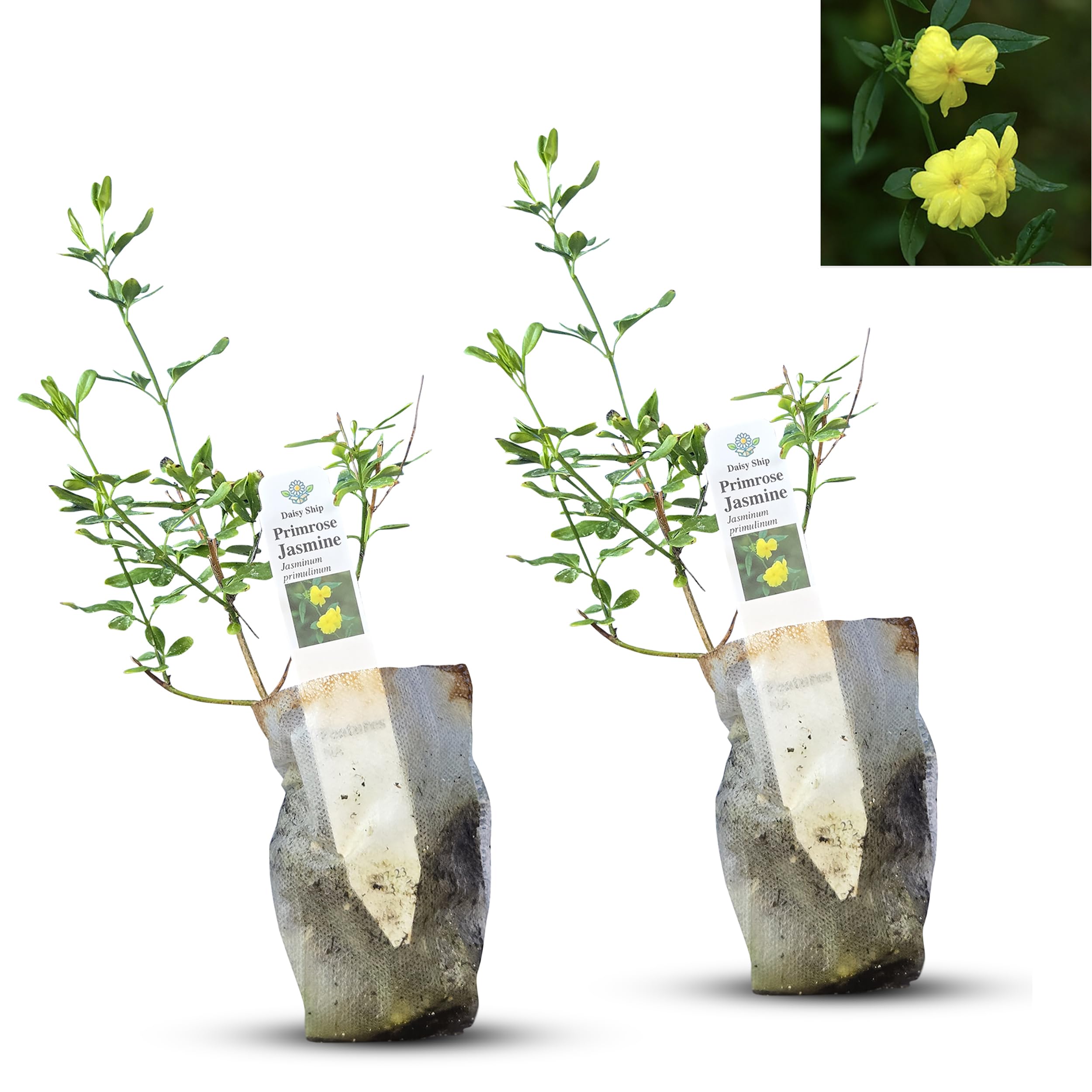 Primrose Jasmine Live Plant