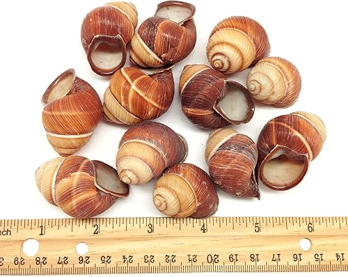 Vista 3 de PEPPERLONELY 12 conchas marinas de caracol marrón surcado, decoración de playa y manualidades, 1-1/2 pulgadas ~ 2 pulgadas