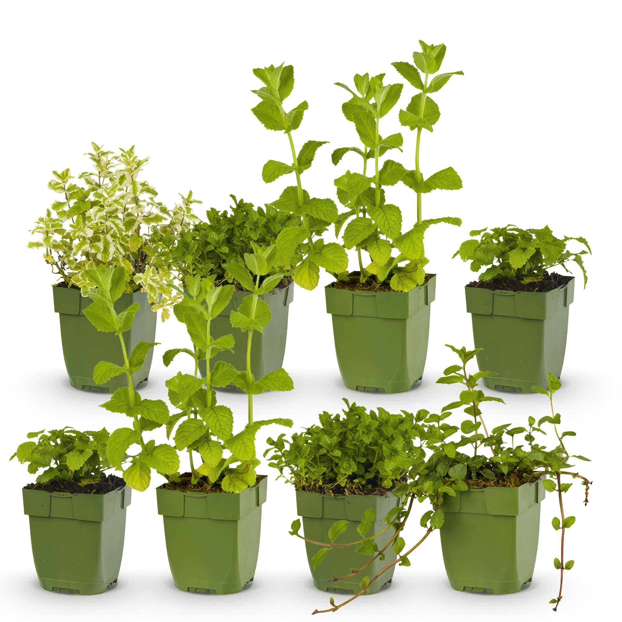 Juego de hierbas aromáticas de té – 8 plantas aromáticas para aproximadamente 1 m² – Para té de hierbas frescas de tu propio jardín – Paquete de hierbas de fácil cuidado – Ø 11 cm