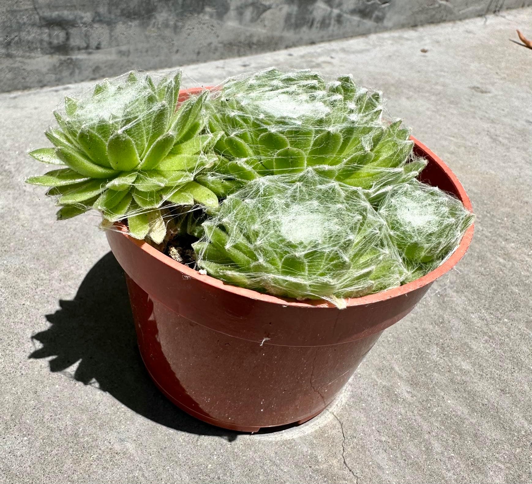 | 4" Cactus and Succulent Collections (Serpervivum 'Hens and Chicks Cobweb')
