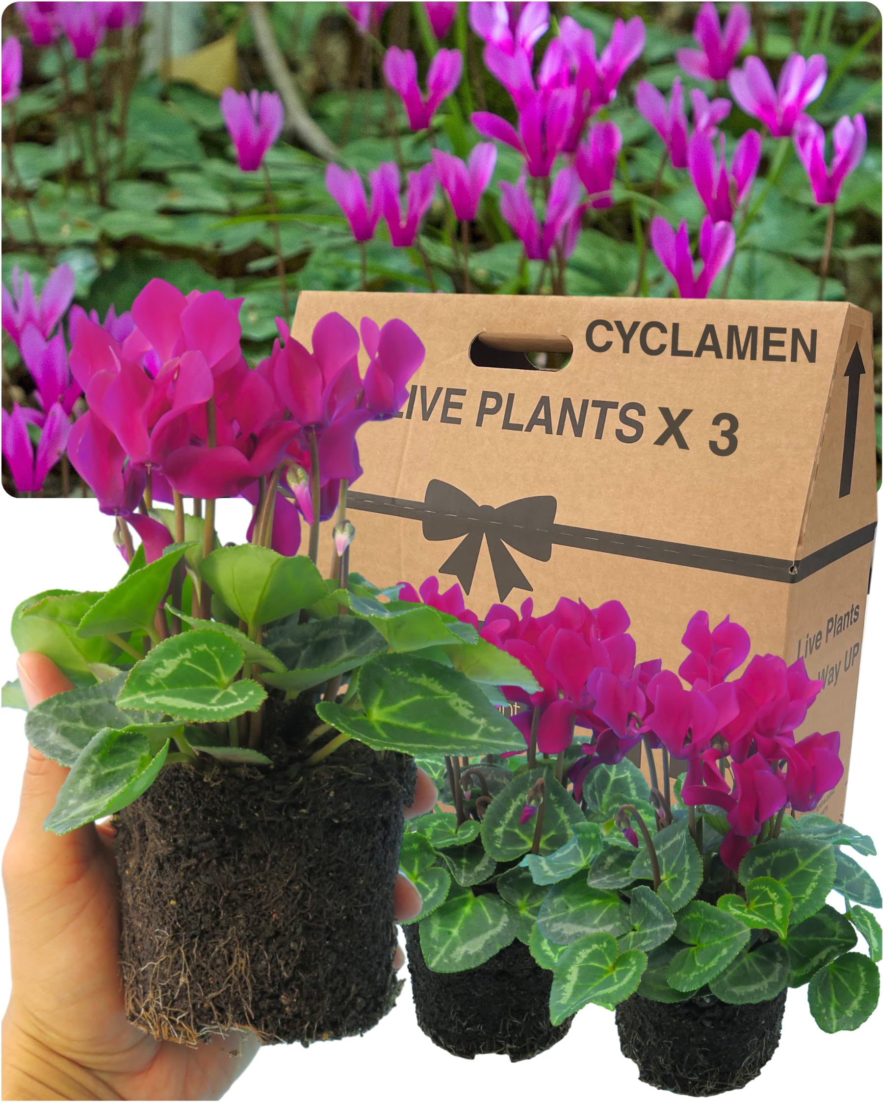 Cyclamen Plants Outdoor Garden Ready - 3 Purple Colour Outdoor Flowers. Autumn & Winter Planting. Large 10.5cm Potted Size. Well Rooted & Established, Add Colour to Containers, Baskets, Patios & Beds