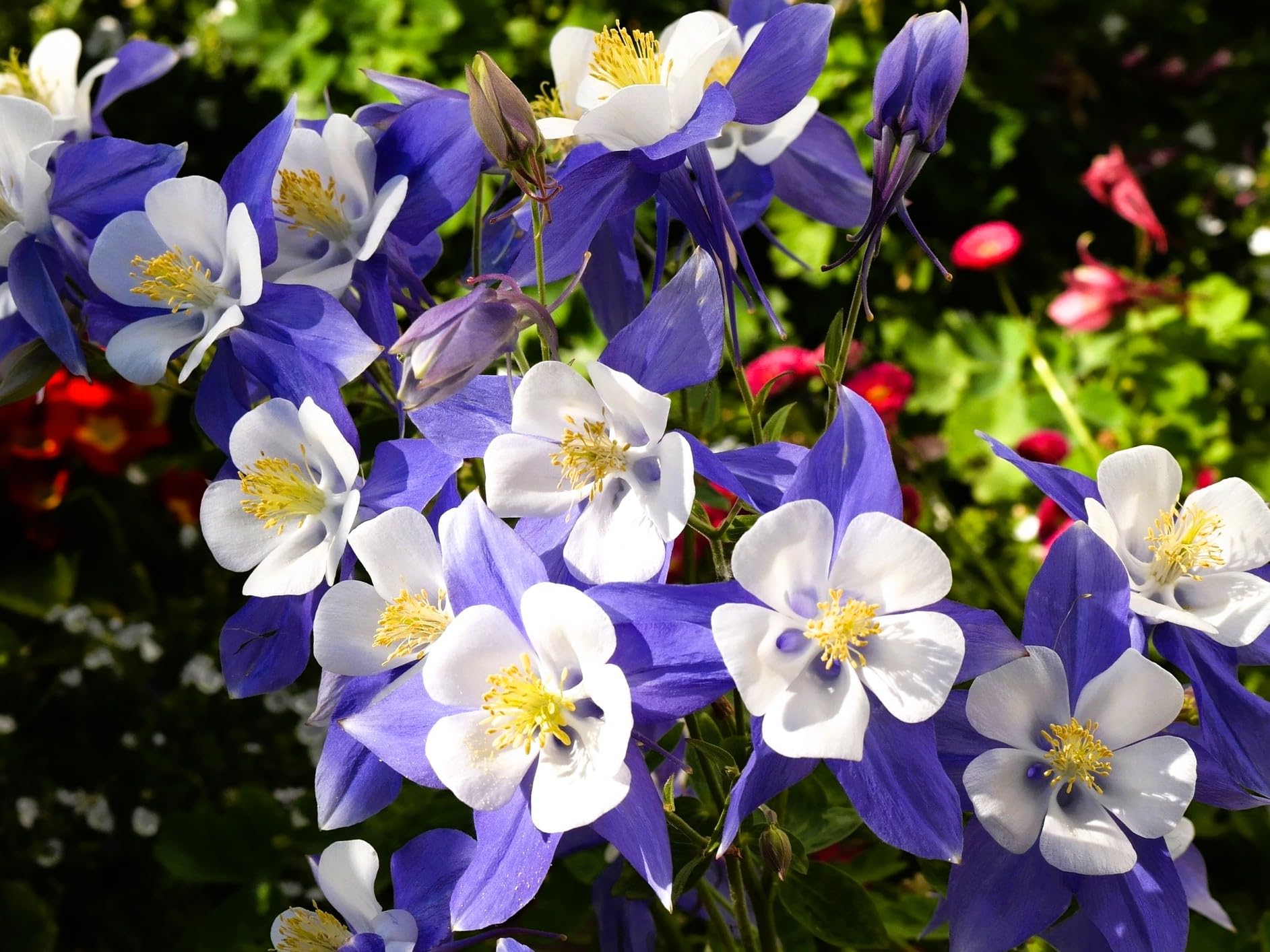 Greenwood Nursery Live Kirigami Columbine