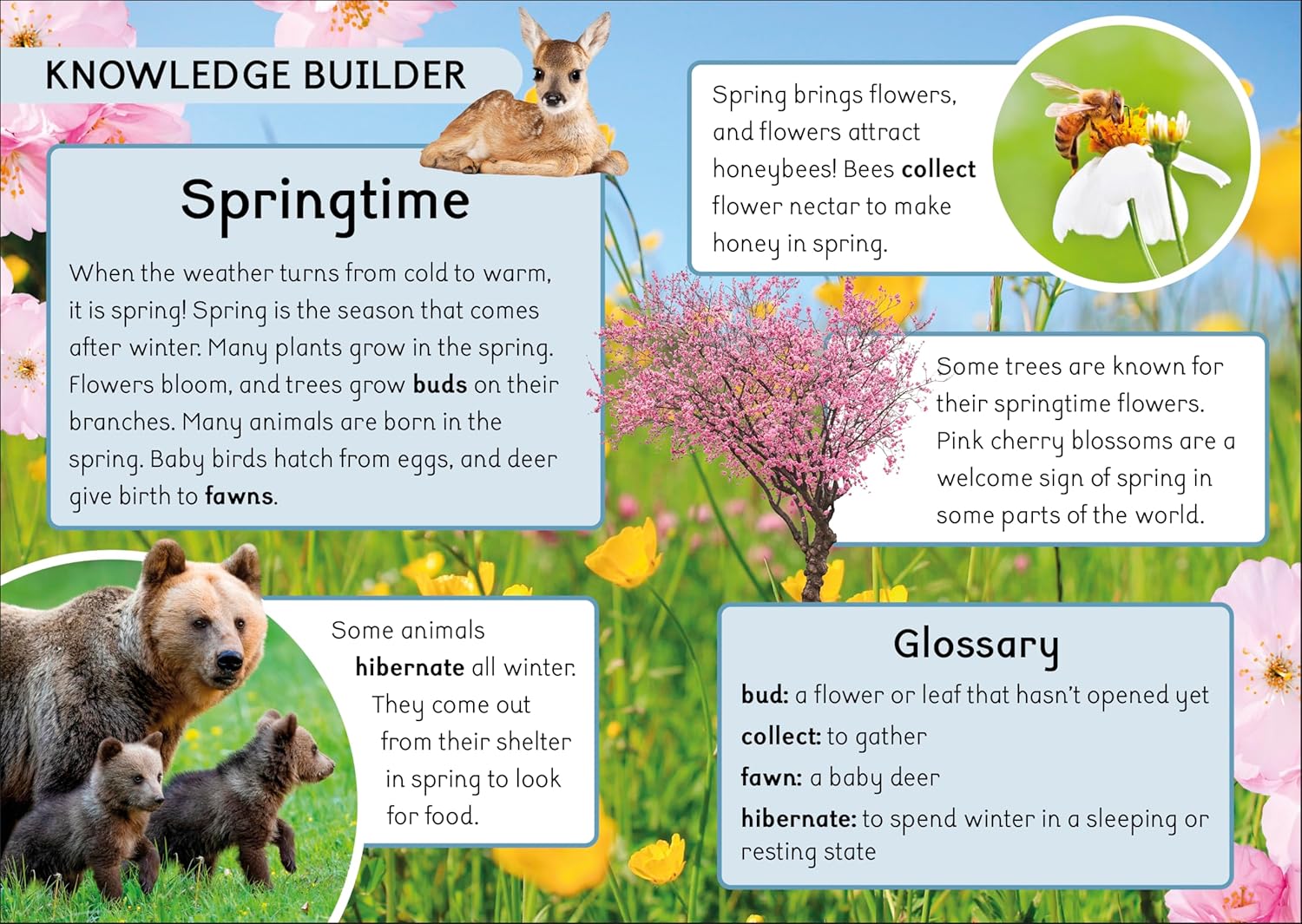 Phonic Books Dandelion World Stages 8-15 (Words with Four Sounds CVCC) (Phonic Books Beginner Decodable)      Paperback – December 12, 2023