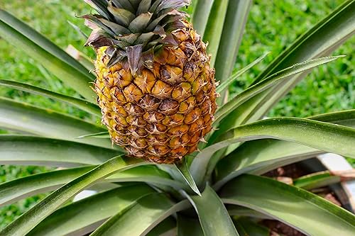 Miniatura 4 de Planta de piña  5 plantas vivas en macetas de 4 pulgadas  Ananas Comosus  Árboles frutales principiantes listos para el patio y el jardín