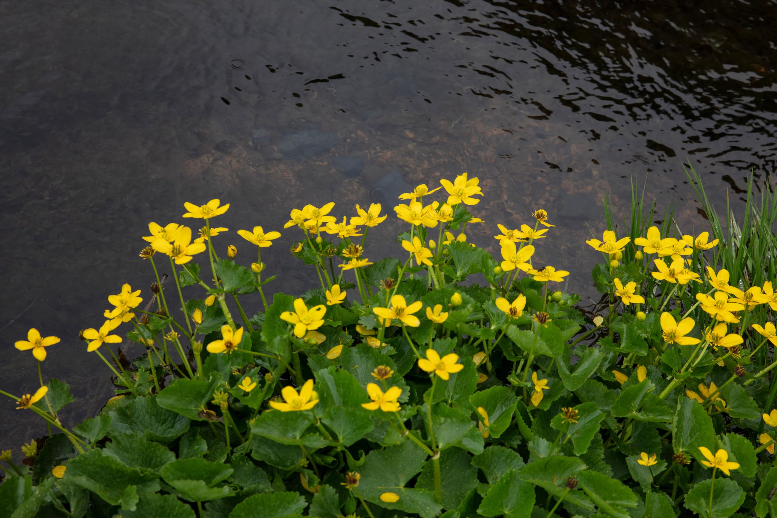 Lincolnshire Pond Plants Ltd - Caltha palustris (Marsh Marigold) - Marginal Pond Plants - MP014-1 / 1Ltr Potted