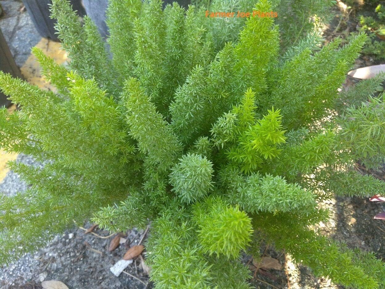 Asparagus Foxtail Fern MEYERI DENSIFLORUS 1 Live Plant