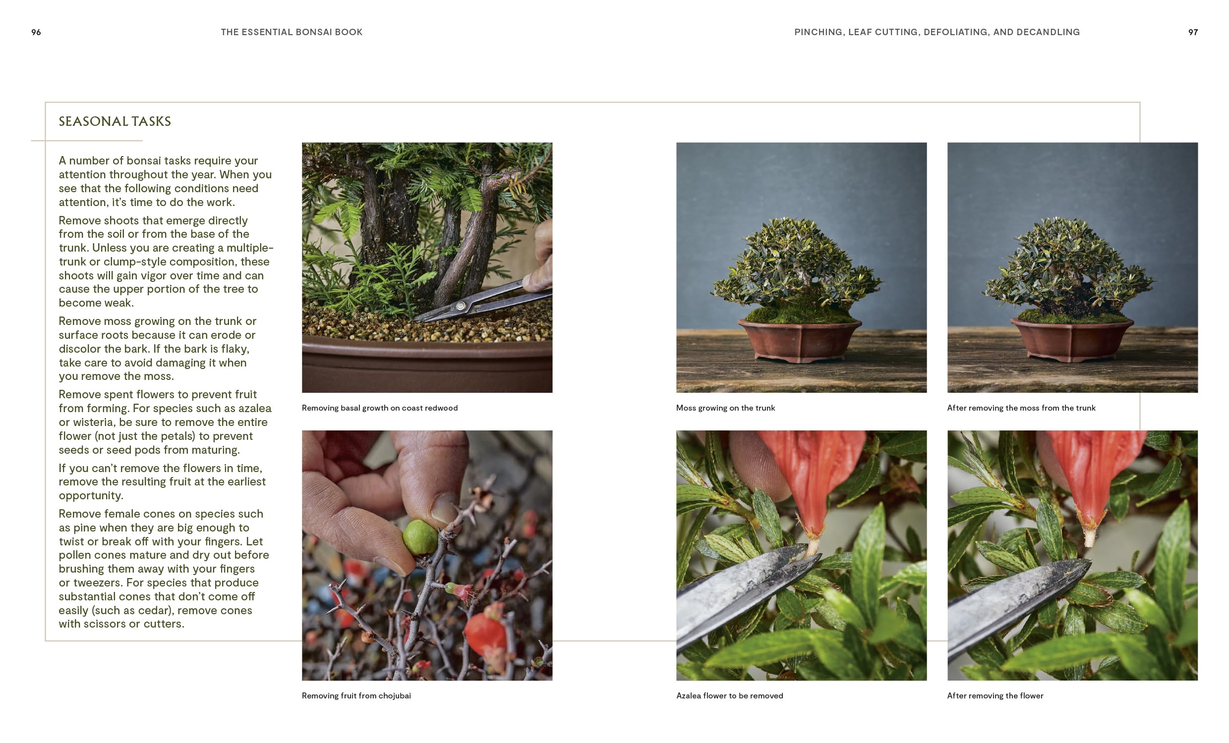 The Essential Bonsai Book: Techniques for Creating Beautiful Trees