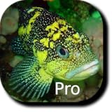 Dozens of professional underwater photos from around the globe