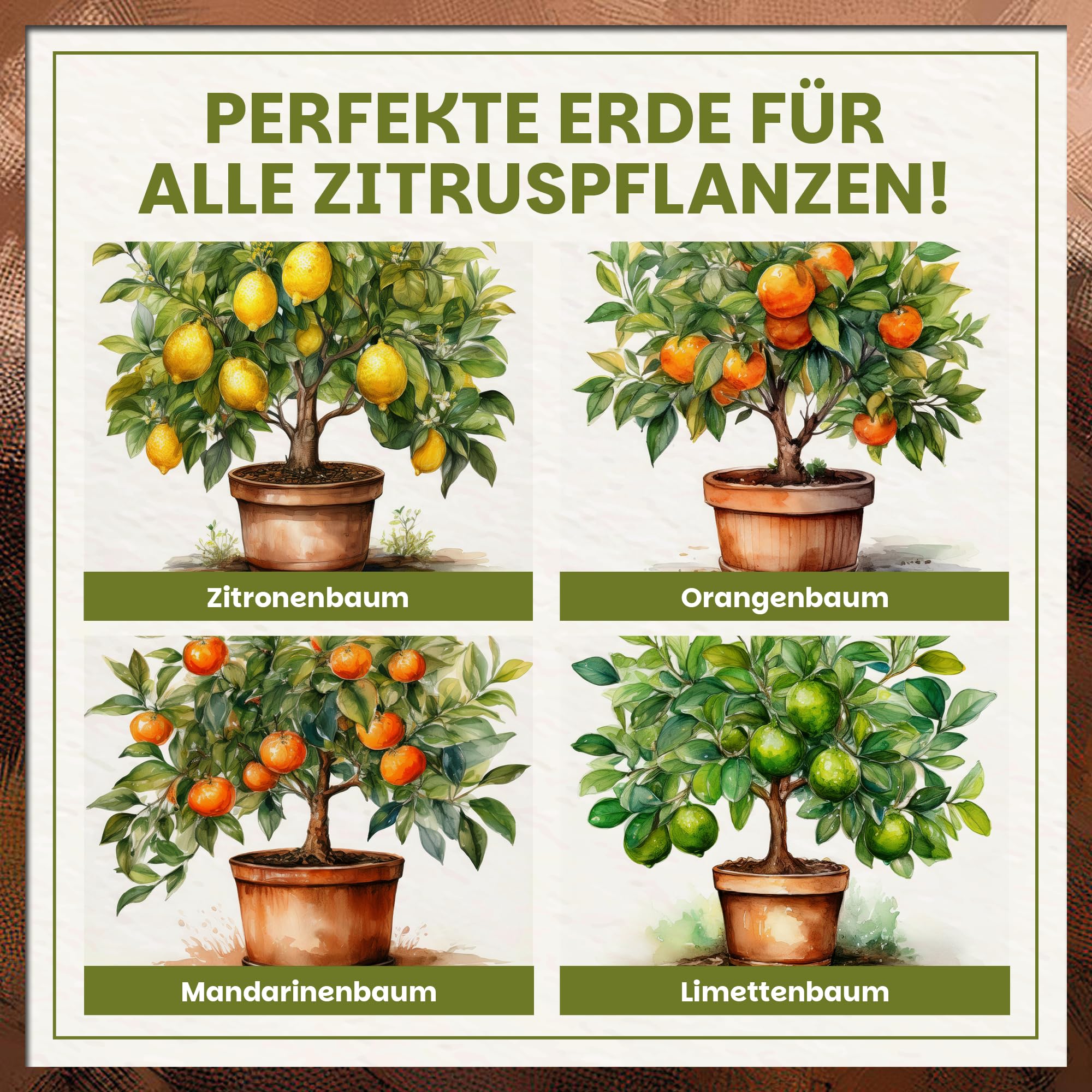Green Home Zitruserde 72L - Erde für Zitruspflanzen & Mediterrane Pflanzen | Citrus Erde mit Langzeitdünger | Perlite, Kokosfasern & Rindenhumus | Für Garten, Kübel & Hochbeet, pH 5,8