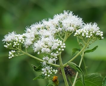 Sherwoods Seeds Boneset Eupatorium perfoliatum Seeds - Thumbnail 2