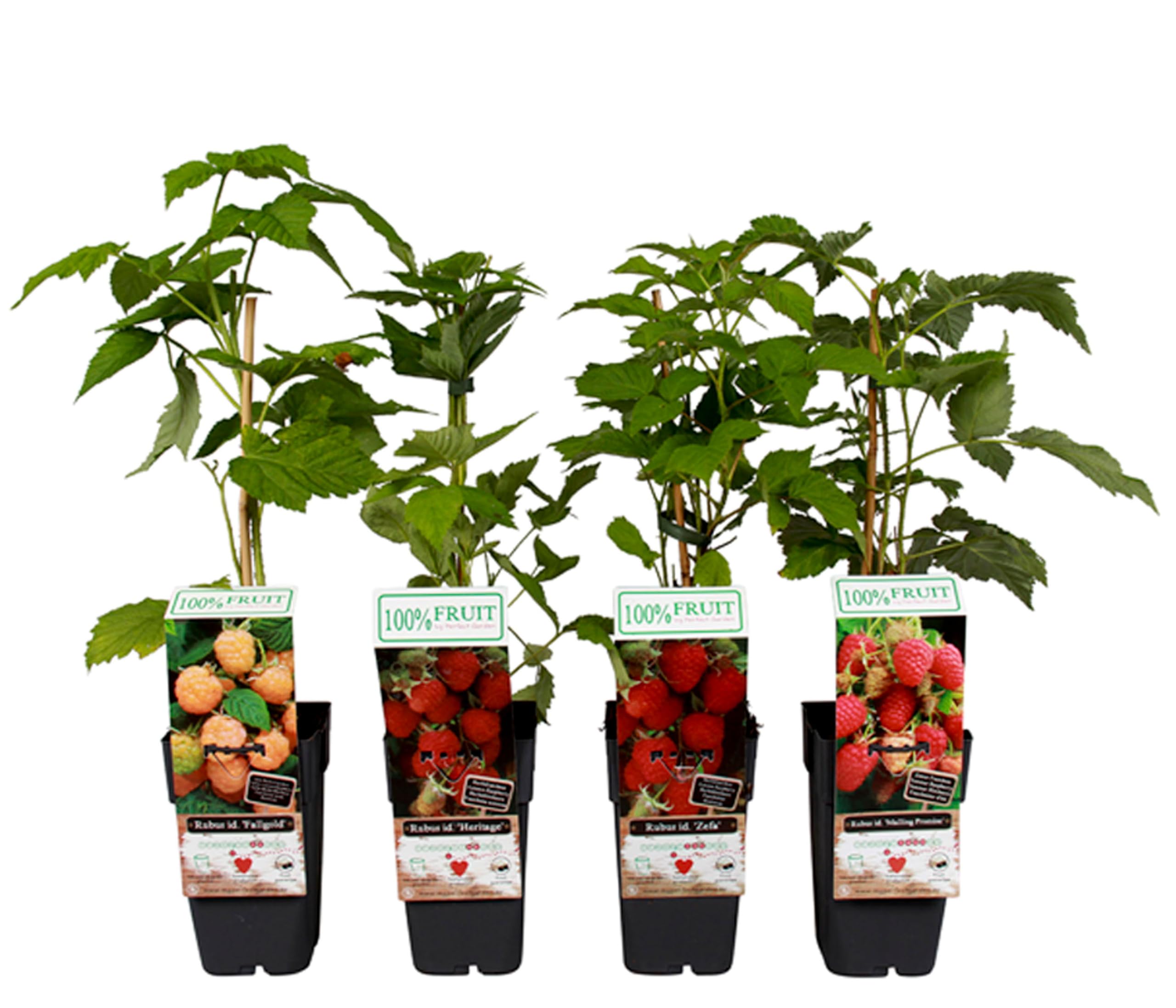 Dehner Himbeere 4er Set, Selbstbefruchter-Sorten, je 50-60 cm, je 2 l Topf
