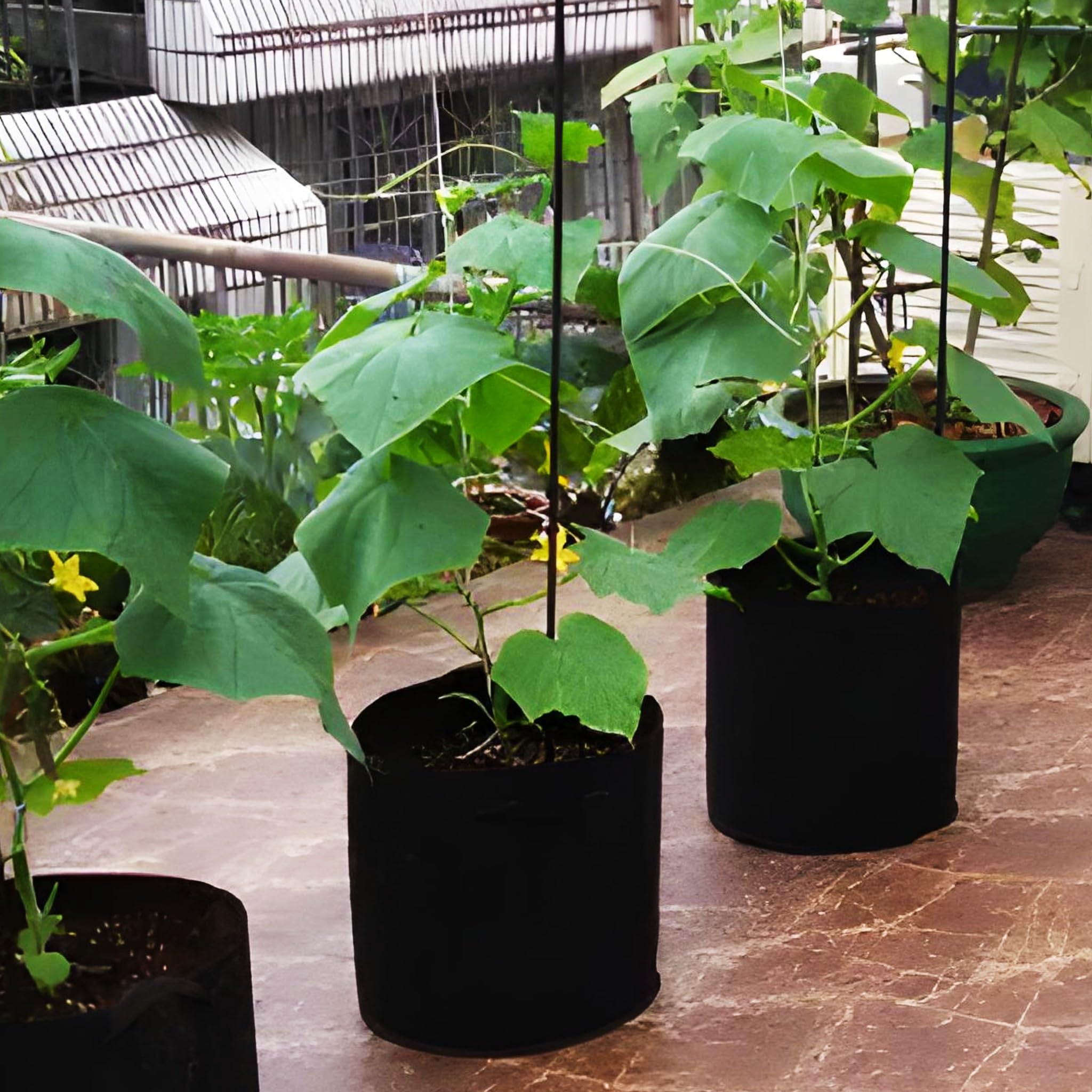 Bricoloco Saco Controlador de raíces para árboles frutales y Plantas. Bolsa Textil porosa de jardinería para optimizar el Crecimiento y Desarrollo de Las Plantas (12, 53X37CM V=82.20L)