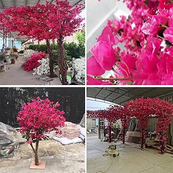 ブーゲンビリア苗木 NO373　接ぎ木　2色‼️ ブーゲンビリア苗木 NO373 接ぎ木 2色‼️ ガーデン