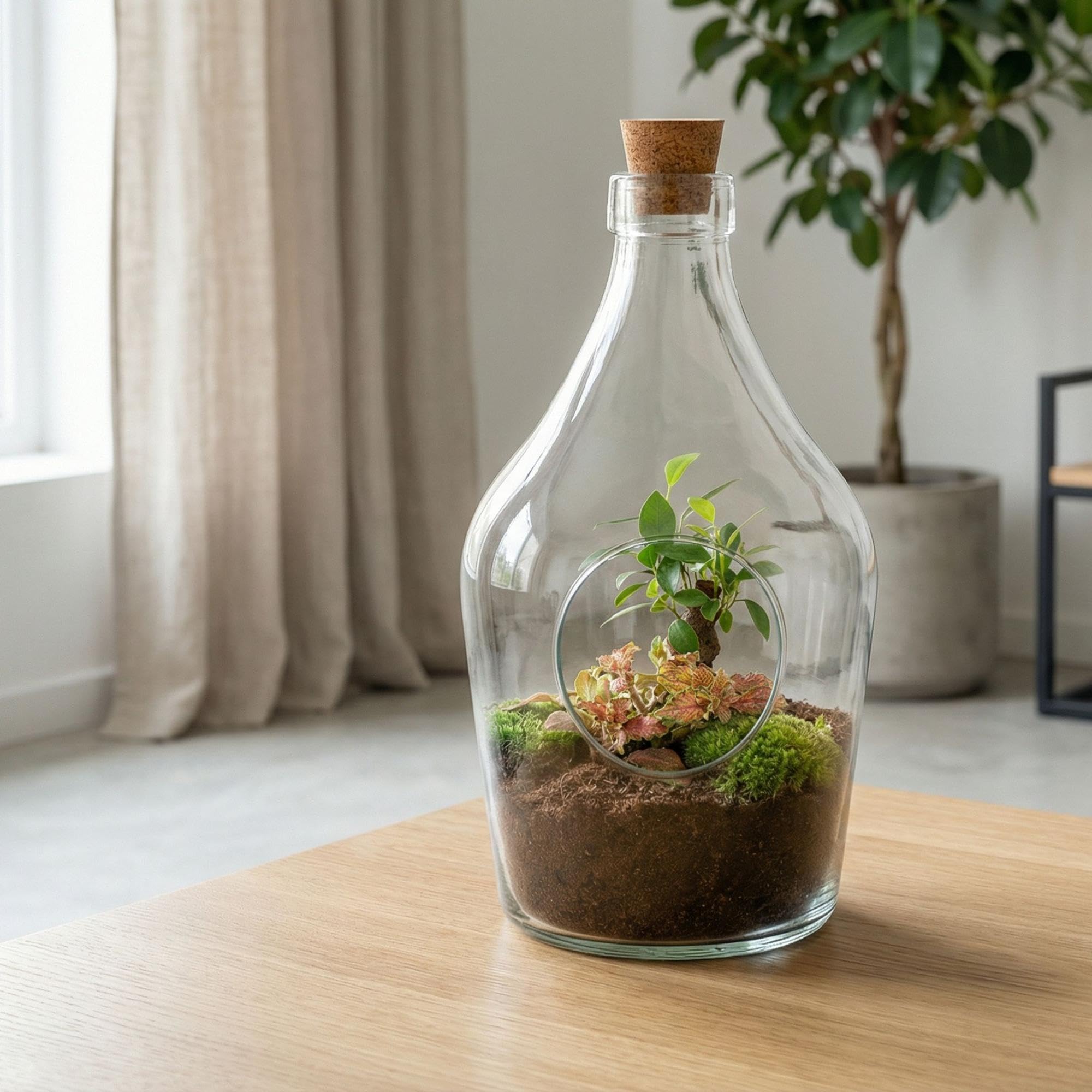 Terrario Aperto in Vetro per Interno, Verde, 30 cm con Bonsai e Fittonia