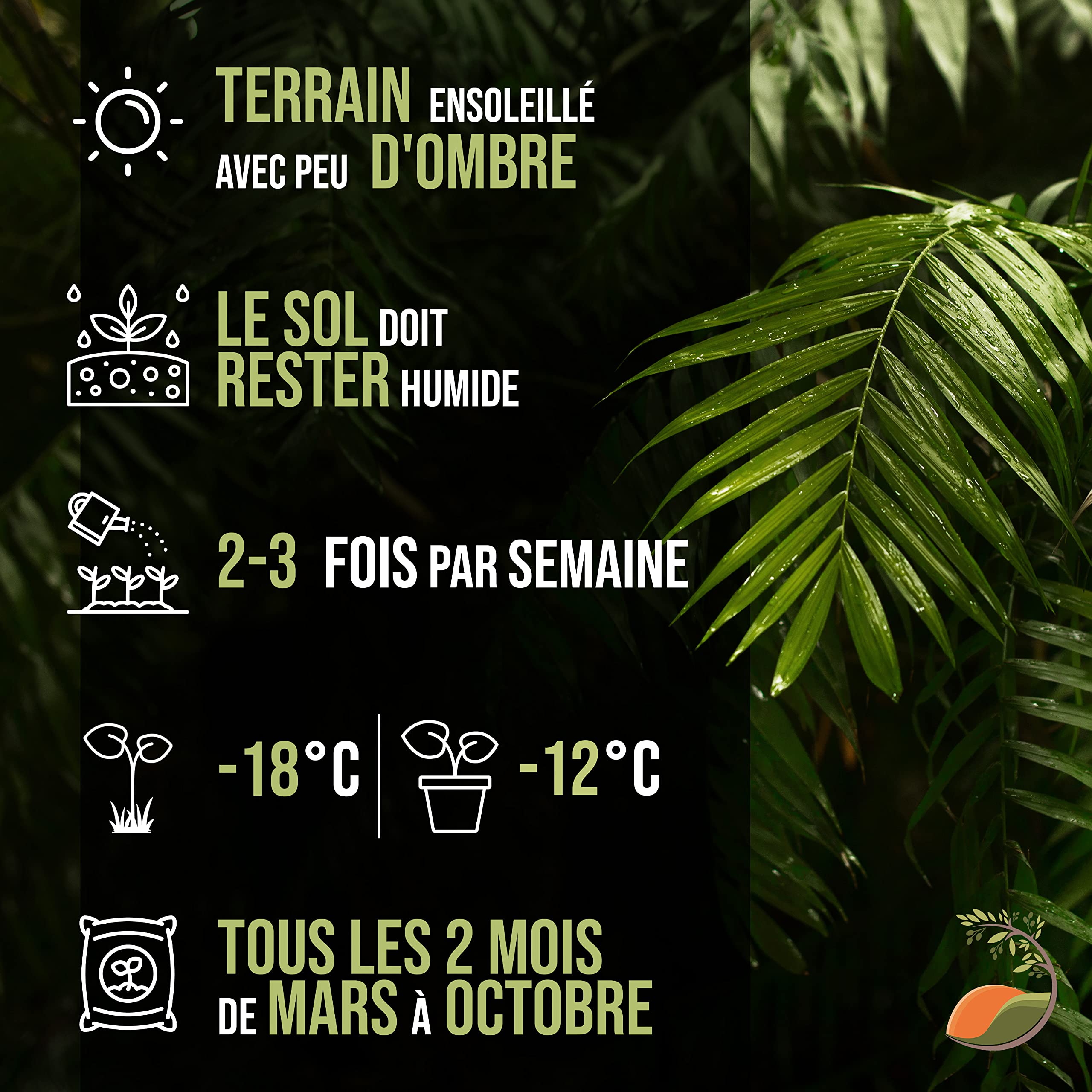 Tropictrees Trachycarpus Fortunei palmier à chanvre avec une hauteur de tronc de 30-40 cm | Hauteur 140cm | feuilles vertes | Paume pour l'intérieur et l'extérieur