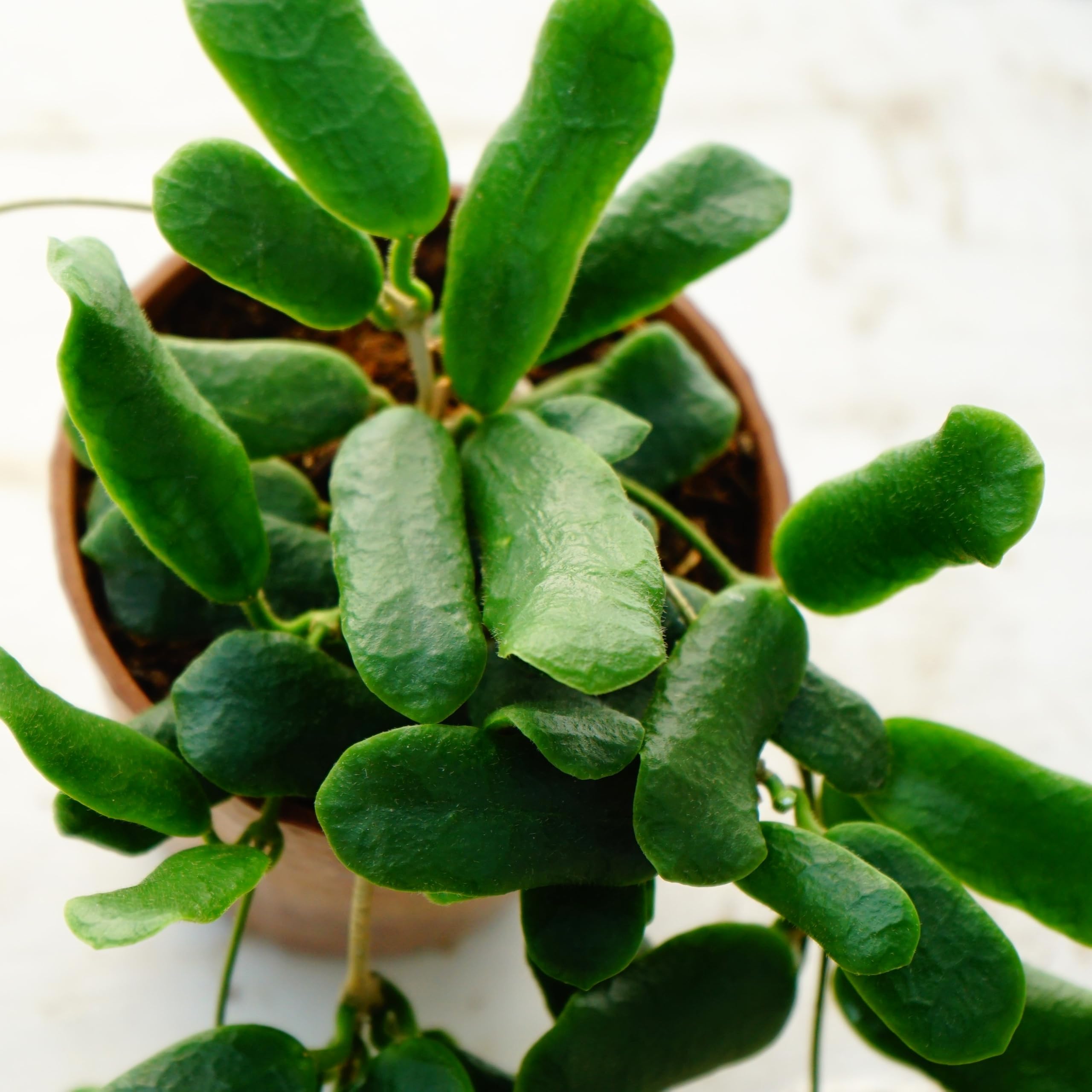 Amazon.co.jp: 観葉植物 ホヤ ロツンディフォリア 1株 9cmロング