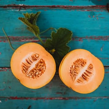 Minnesota Midget Melon - 25 Heirloom Melon Seeds, Thresh Seed Co.