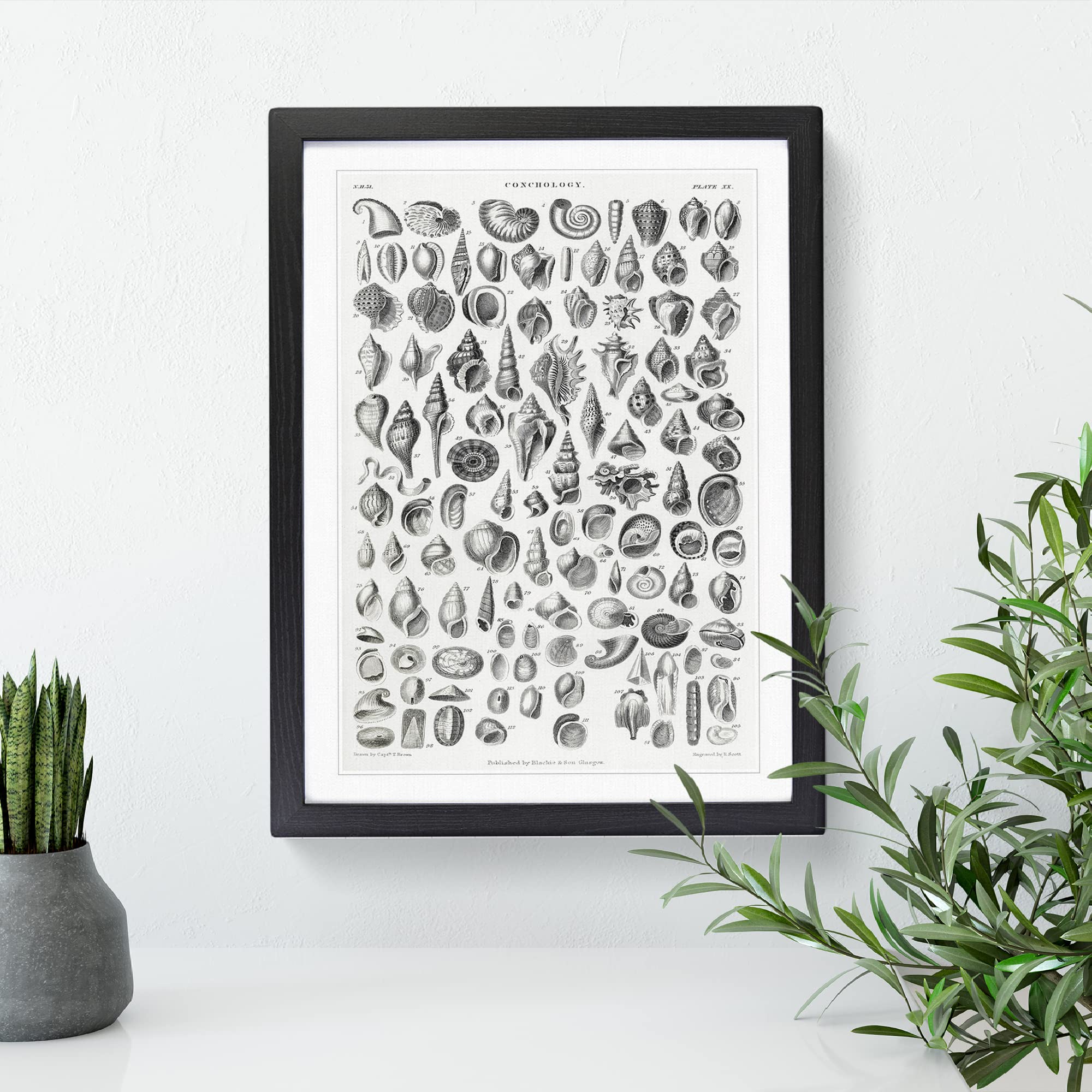 Study Of Mollusk Shells Xx By Oliver Goldsmith Vintage Framed Wall Art Print - Image 2
