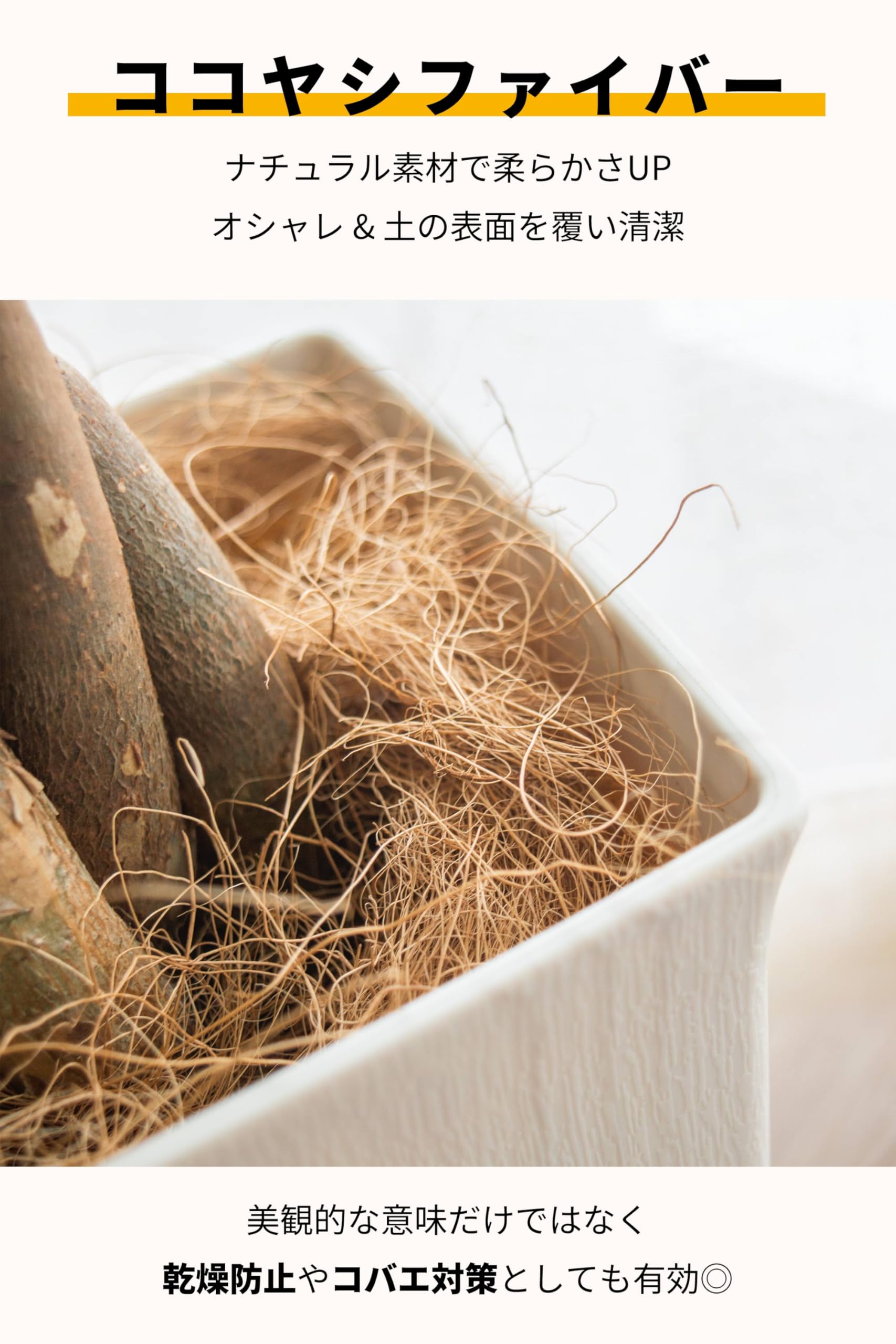 Amazon｜[ miipas ] パキラ 5号鉢 観葉植物 本物 ねじり